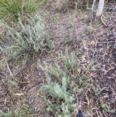 Lavandula stoechas at Jerrabomberra, NSW - 15 Oct 2023 03:40 PM