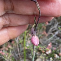 Thelymitra sp. (A Sun Orchid) at Deep Lead Nature Conservation Reserve - 13 Oct 2023 by AnneG1