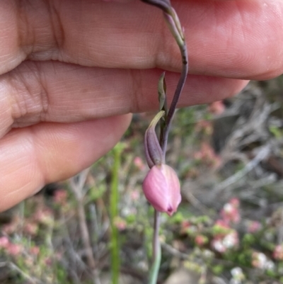 Thelymitra sp. (A Sun Orchid) at Deep Lead Nature Conservation Reserve - 13 Oct 2023 by AnneG1