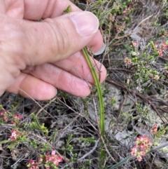 Thelymitra (Genus) at Stawell, VIC - suppressed