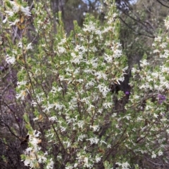 Brachyloma daphnoides (Daphne Heath) at Deep Lead Nature Conservation Reserve - 13 Oct 2023 by AnneG1