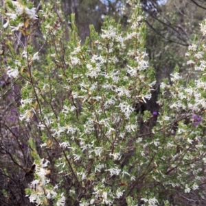 Brachyloma daphnoides at Stawell, VIC - 13 Oct 2023 11:33 AM