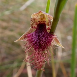 Calochilus platychilus at Belconnen, ACT - 15 Oct 2023