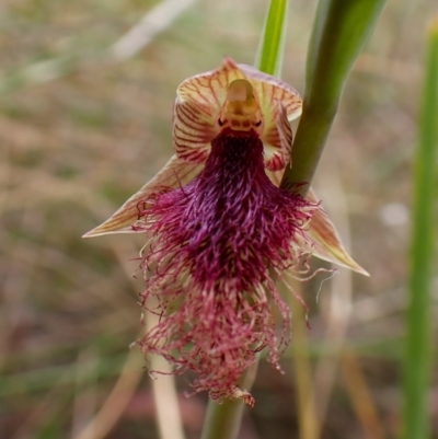 Calochilus platychilus (Purple Beard Orchid) at Belconnen, ACT - 15 Oct 2023 by CathB