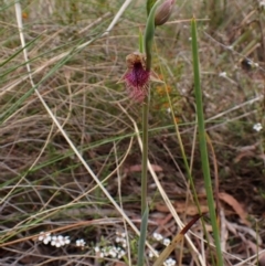 Calochilus platychilus at Belconnen, ACT - 15 Oct 2023