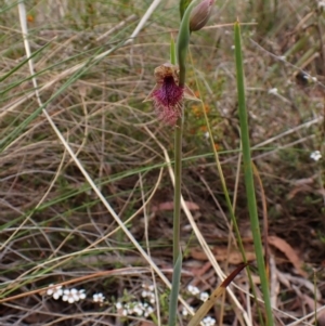 Calochilus platychilus at Belconnen, ACT - 15 Oct 2023