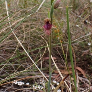 Calochilus platychilus at Belconnen, ACT - suppressed