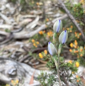 Thelymitra sp. at Stawell, VIC - 13 Oct 2023