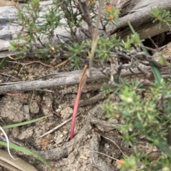 Thelymitra sp. at Stawell, VIC - 13 Oct 2023