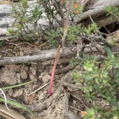 Thelymitra (Genus) at Stawell, VIC - suppressed