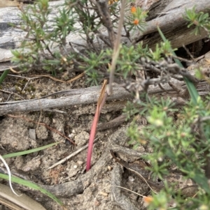 Thelymitra (Genus) at Stawell, VIC - suppressed
