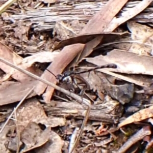 Gasteruption sp. (genus) at Belconnen, ACT - 15 Oct 2023