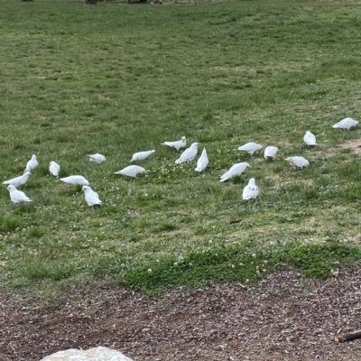 Cacatua sanguinea (Little Corella) at Wanniassa, ACT - 15 Oct 2023 by jks