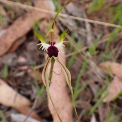 Caladenia atrovespa (Green-comb Spider Orchid) at Belconnen, ACT - 15 Oct 2023 by CathB