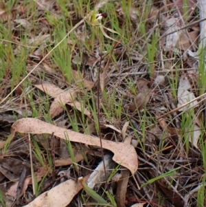 Caladenia atrovespa at Belconnen, ACT - suppressed