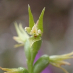 Prasophyllum lindleyanum (Green Leek Orchid) at Deep Lead Nature Conservation Reserve - 13 Oct 2023 by AnneG1