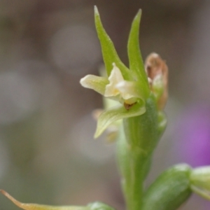 Prasophyllum lindleyanum at Deep Lead, VIC - 13 Oct 2023