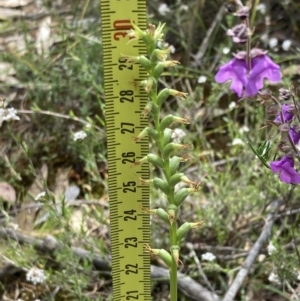 Prasophyllum lindleyanum at Deep Lead, VIC - 13 Oct 2023