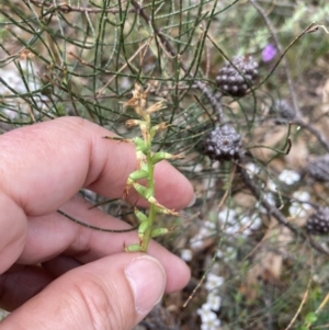 Prasophyllum lindleyanum at Deep Lead, VIC - suppressed