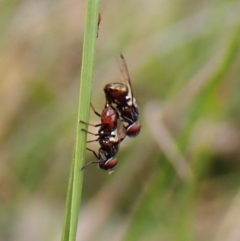 Rivellia sp. (genus) (Signal fly) at Aranda Bushland - 15 Oct 2023 by CathB