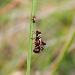 Rivellia sp. (genus) at Belconnen, ACT - 15 Oct 2023