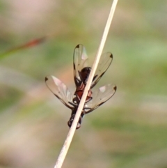 Rivellia sp. (genus) at Belconnen, ACT - 15 Oct 2023