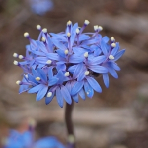 Brunonia australis at Deep Lead, VIC - 13 Oct 2023