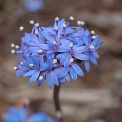 Brunonia australis (Blue Pincushion) at Deep Lead Nature Conservation Reserve - 13 Oct 2023 by AnneG1