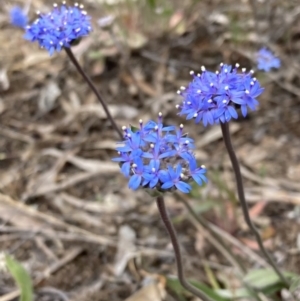 Brunonia australis at Deep Lead, VIC - 13 Oct 2023