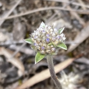 Brunonia australis at Deep Lead, VIC - 13 Oct 2023 02:50 PM