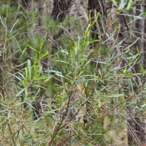 Dodonaea viscosa subsp. angustissima at Isaacs, ACT - 15 Oct 2023