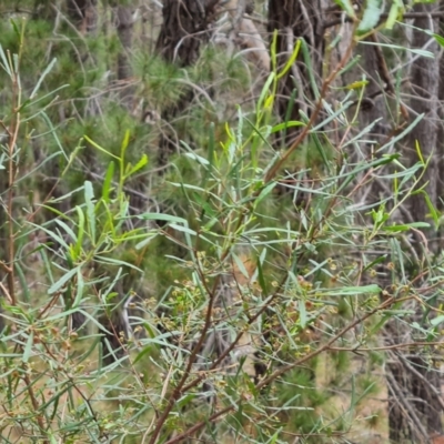 Dodonaea viscosa subsp. angustissima (Hop Bush) at Isaacs Ridge and Nearby - 15 Oct 2023 by Mike