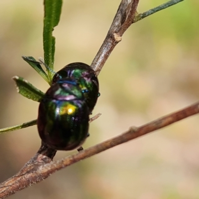 Callidemum hypochalceum (Hop-bush leaf beetle) at Isaacs Ridge and Nearby - 15 Oct 2023 by Mike
