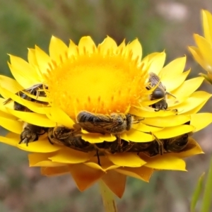 Lasioglossum (Chilalictus) lanarium at Cook, ACT - 15 Oct 2023