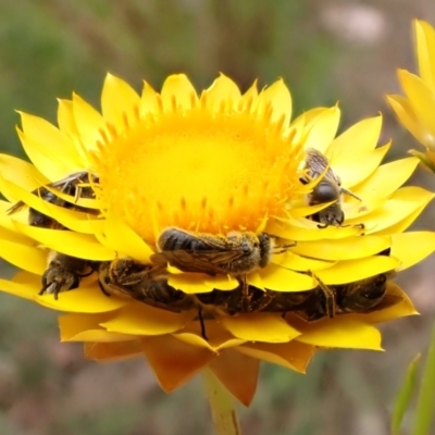 Lasioglossum (Chilalictus) lanarium (Halictid bee) at Cook, ACT - 15 Oct 2023 by CathB