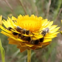 Lasioglossum (Chilalictus) lanarium at Cook, ACT - 15 Oct 2023