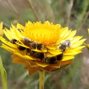 Lasioglossum (Chilalictus) lanarium at Cook, ACT - 15 Oct 2023 12:51 PM