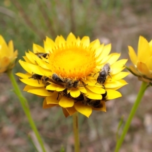 Lasioglossum (Chilalictus) lanarium at Cook, ACT - 15 Oct 2023 12:51 PM