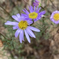 Brachyscome multifida (Cut-leaf Daisy) at Deep Lead Nature Conservation Reserve - 13 Oct 2023 by AnneG1