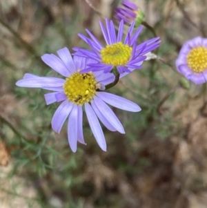 Brachyscome multifida at Stawell, VIC - 13 Oct 2023 01:28 PM