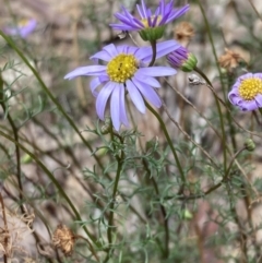 Brachyscome multifida at Stawell, VIC - 13 Oct 2023 01:28 PM