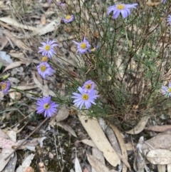 Brachyscome multifida at Stawell, VIC - 13 Oct 2023 01:28 PM