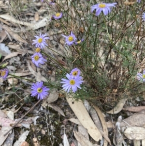 Brachyscome multifida at Stawell, VIC - 13 Oct 2023 01:28 PM