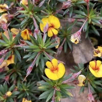 Pultenaea pedunculata (Matted Bush-pea) at Stawell, VIC - 13 Oct 2023 by AnneG1