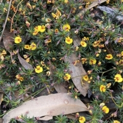 Pultenaea pedunculata at Stawell, VIC - 13 Oct 2023 01:36 PM