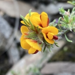 Pultenaea laxiflora (Loose-flower Bush Pea) at Stawell, VIC - 13 Oct 2023 by AnneG1