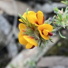 Pultenaea laxiflora (Loose-flower Bush Pea) at Deep Lead Nature Conservation Reserve - 13 Oct 2023 by AnneG1