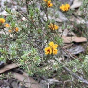 Pultenaea laxiflora at Stawell, VIC - 13 Oct 2023 01:37 PM