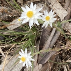 Hyalosperma praecox at Deep Lead Nature Conservation Reserve - 13 Oct 2023 by AnneG1