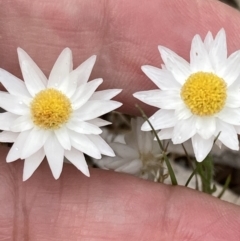 Hyalosperma praecox at Deep Lead, VIC - 13 Oct 2023 02:55 PM